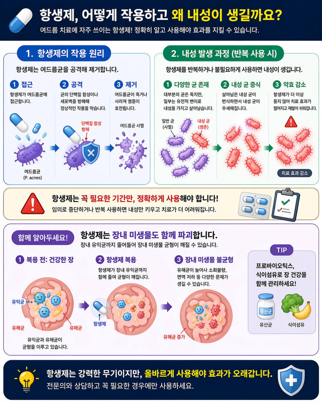 이미지 설명: 항생제의 작용 원리와 내성 발생 인포그래픽.  (작용 원리): 항생제가 여드름균을 공격하여 제거하는 모습.  (내성 발생): 반복 사용 시 일부 균이 내성을 갖고 살아남아 증식하여 약효가 떨어지는 과정을 시각화. 장내 미생물 불균형 아이콘 포함.